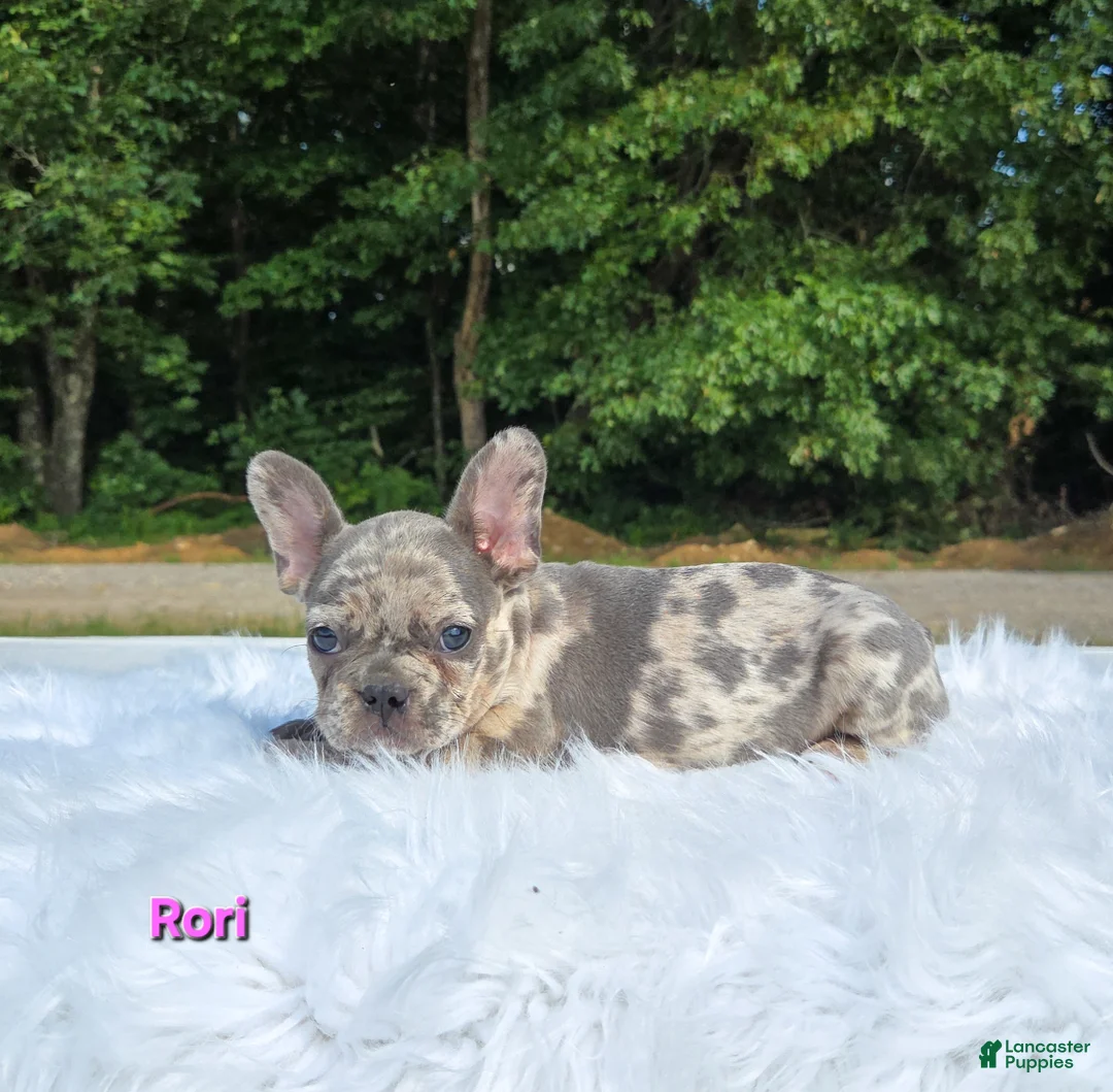 Frenchton dogs for sale: Ruri - Ad 1