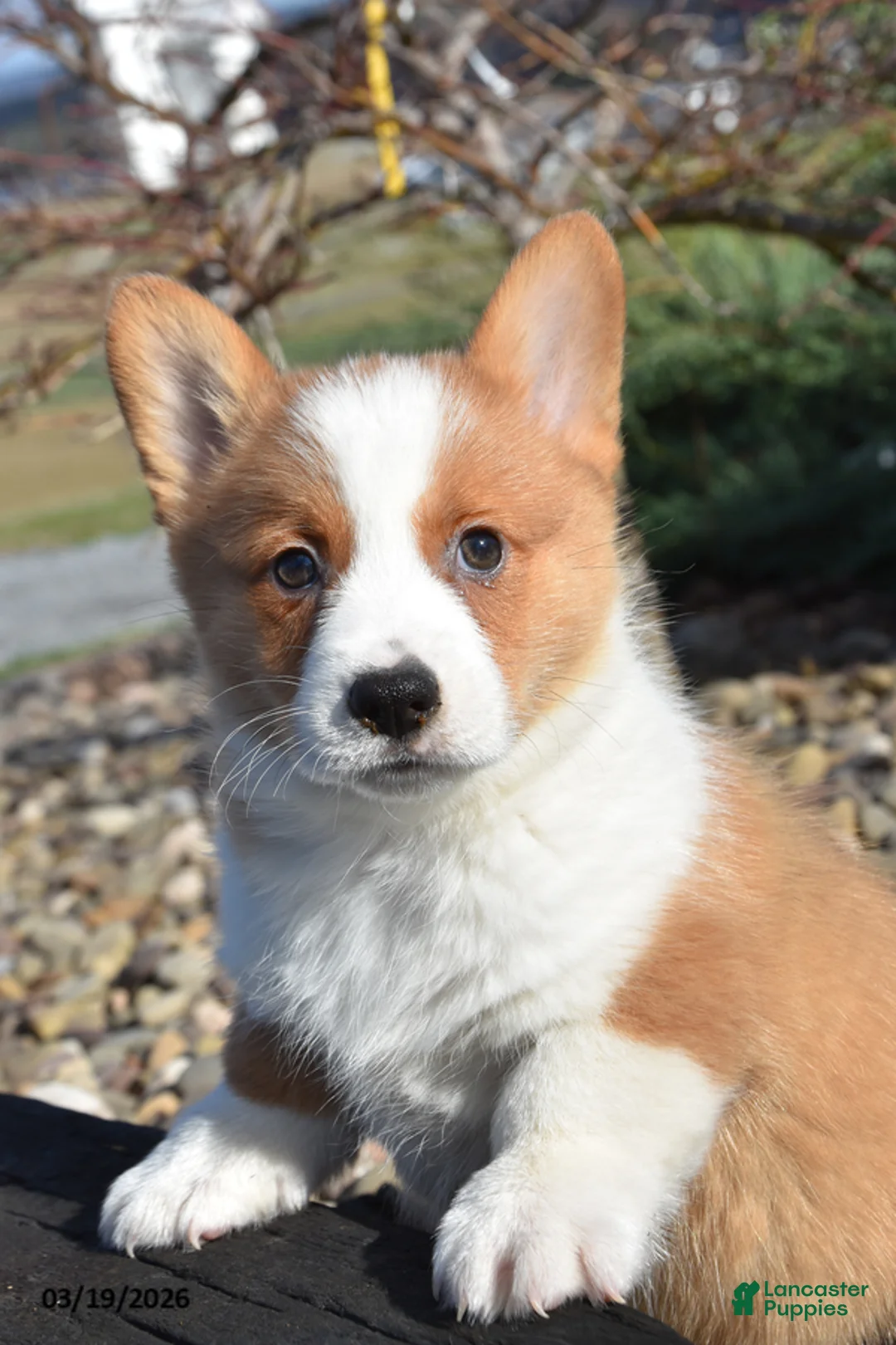 Welsh Corgi Pembroke dogs for sale: Enzo - Ad 1