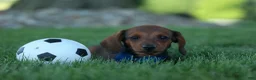 Miniature Dachshund dogs for sale: Hunter 💙🐾 - Ad 4