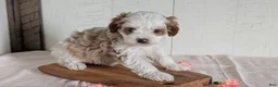 Cavapoo dogs for sale: Rocco - Ad 4