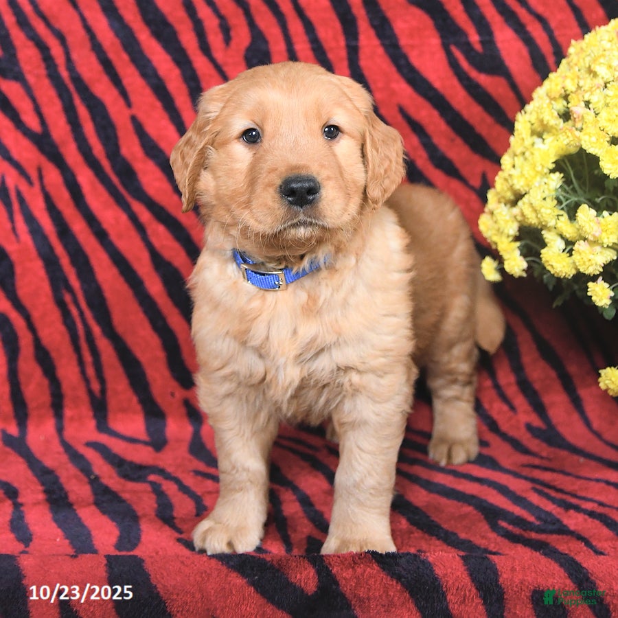 Golden Retriever Puppies for sale in Pennsylvania Lancaster Puppies