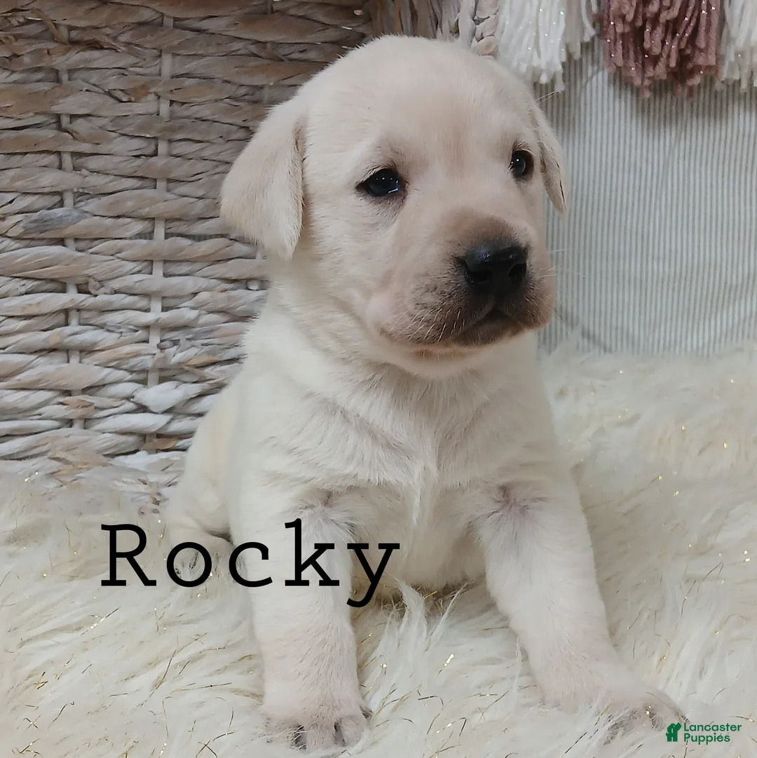Labrador Retriever dogs for sale: Rocky - Ad 1