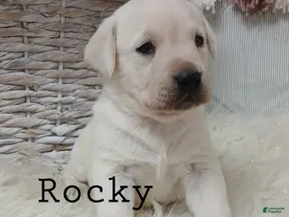 Labrador Retriever dogs Rocky - Ad 9