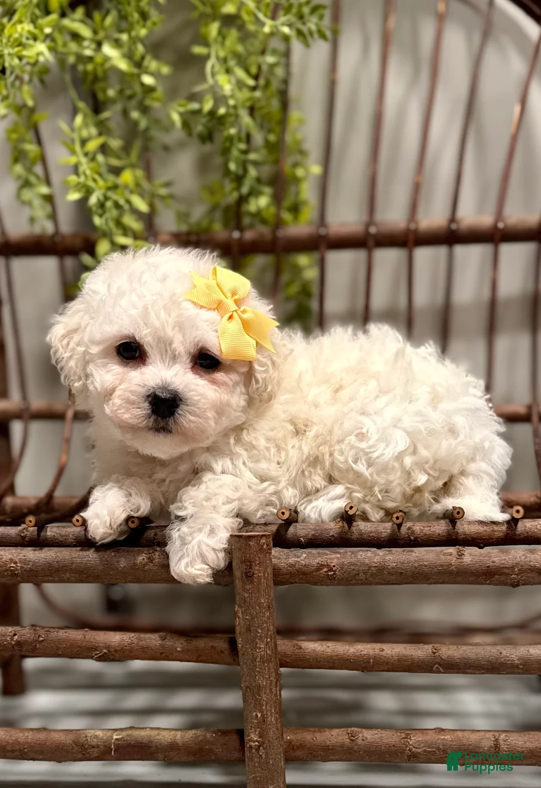 Bichon Frise dogs for sale: ACA Mason - Ad 1