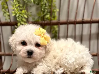 Bichon Frise dogs for sale: ACA Mason - Ad 2