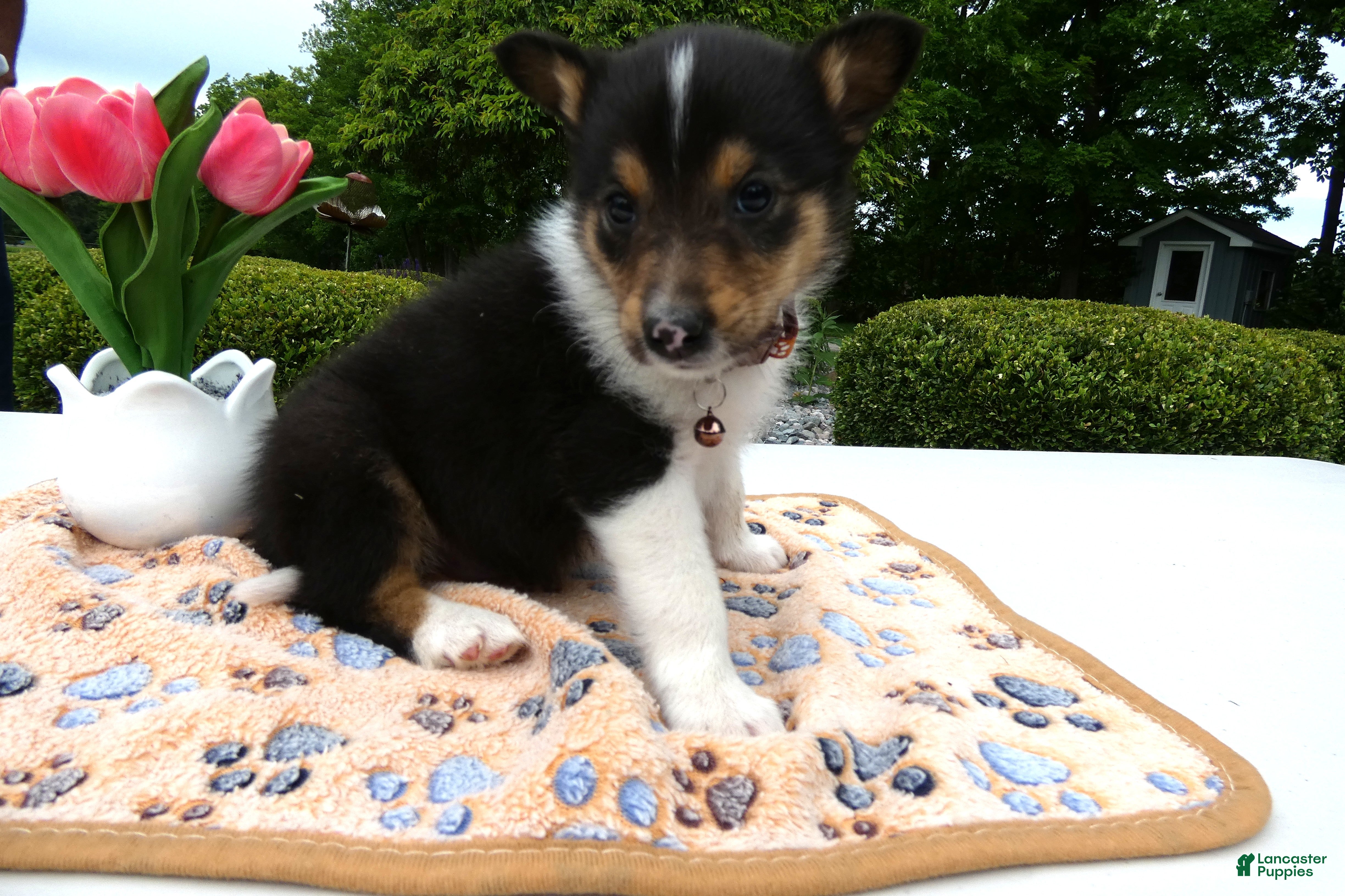 Welsh Corgi Pembroke dogs for sale: Puppy 9 Mia - Ad 3