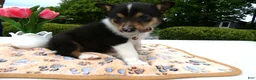 Welsh Corgi Pembroke dogs for sale: Puppy 9 Mia - Ad 1