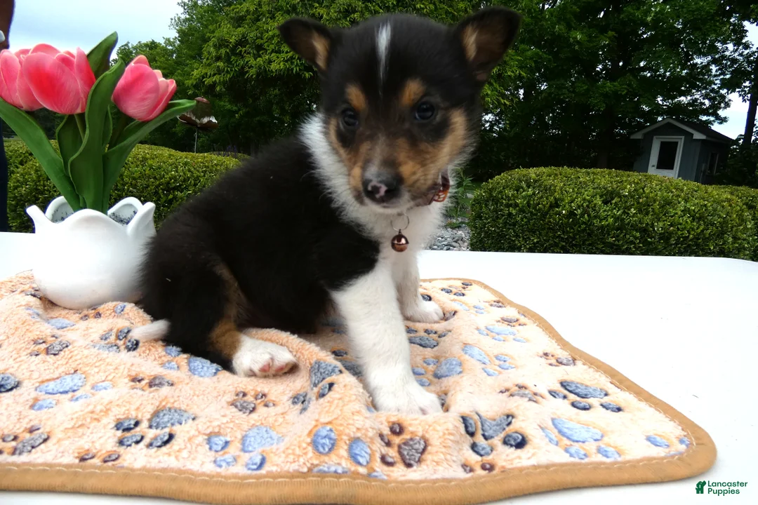 Welsh Corgi Pembroke dogs for sale: Puppy 9 Mia - Ad 1