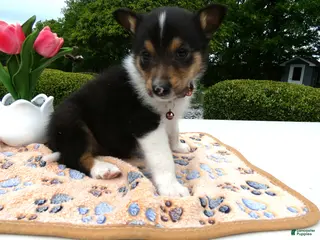 Welsh Corgi Pembroke dogs for sale: Puppy 9 Mia - Ad 3