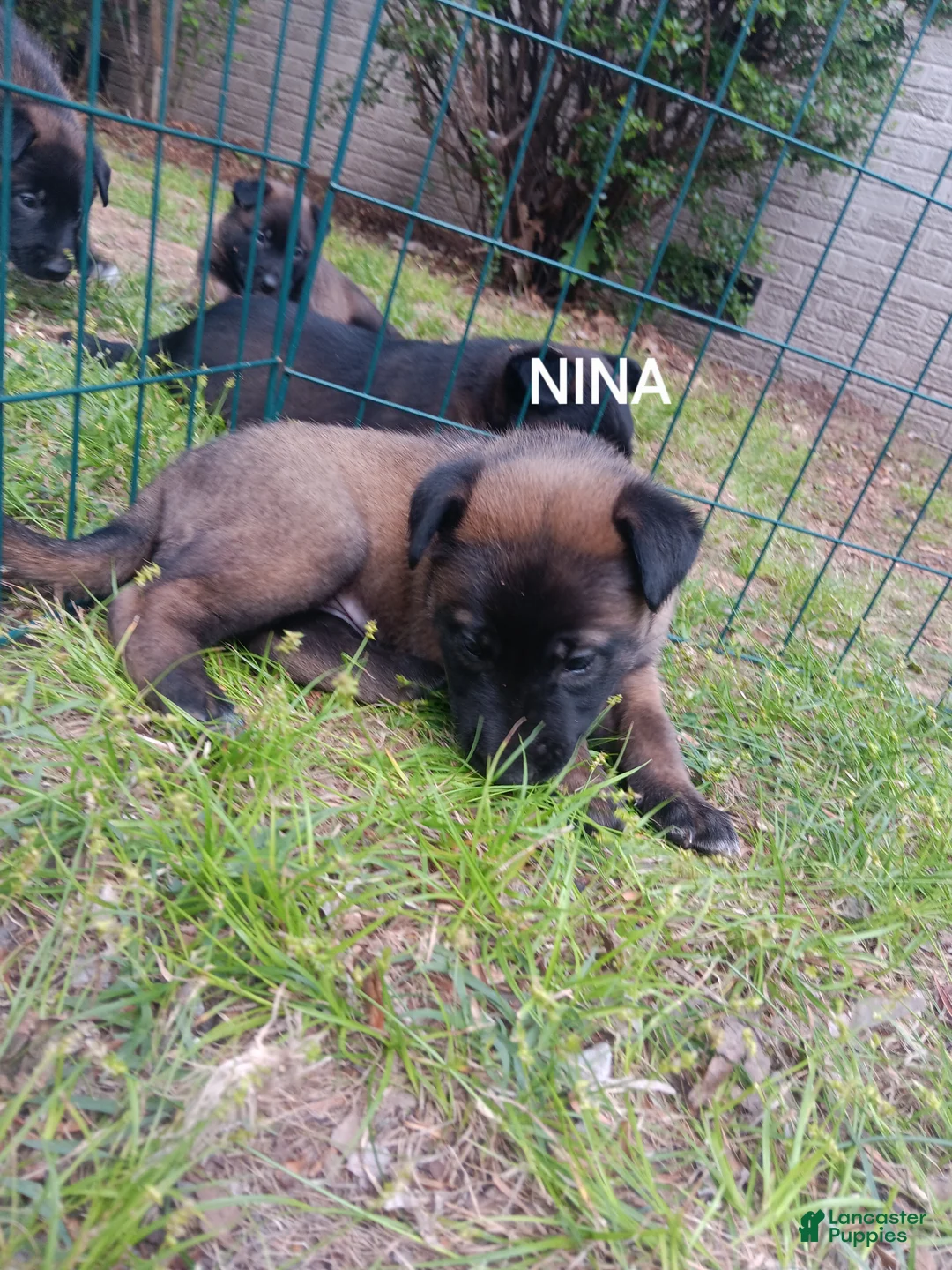 Belgian Malinois dogs for sale: Belgian Malinois Puppy 8 - Ad 1