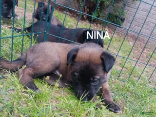 Belgian Malinois dogs Belgian Malinois Puppy 8 - Ad 7