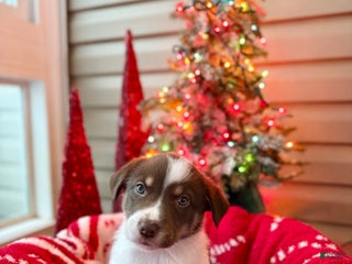 Mixed Breed dogs Luda - Ad 25