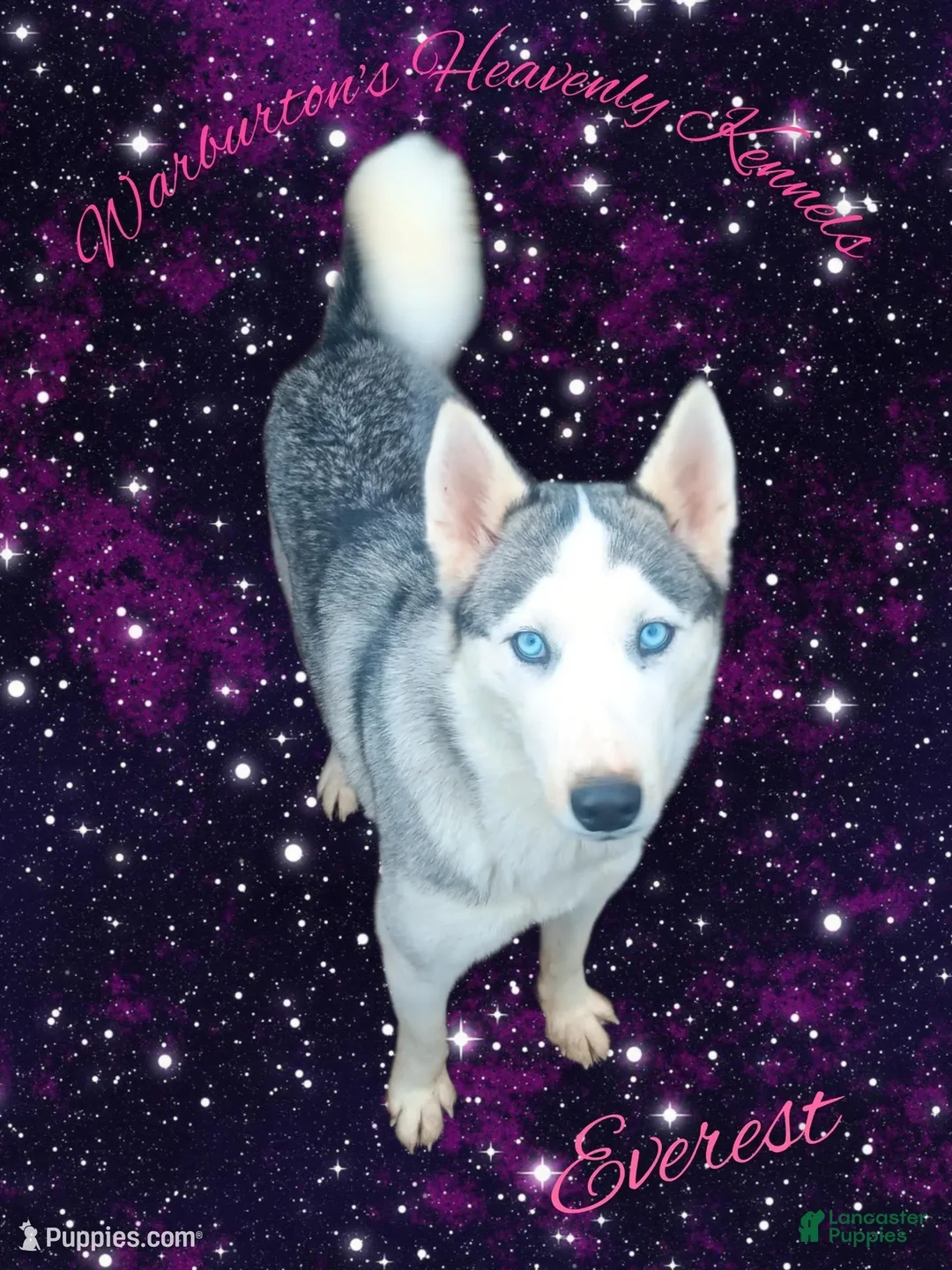 Siberian Husky dogs for sale: Siberian Husky Puppy 3 - Ad 2