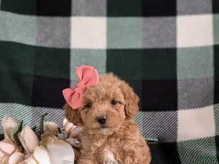 Bichpoo dogs for sale: Roxanna 9 lbs Full Grown - Ad 4