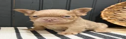 French Bulldog dogs for sale: Butterscotch - Ad 7