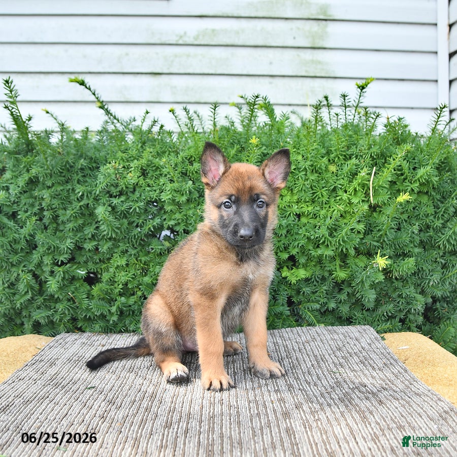 Mixed Breed dogs Avanti - Ad 2