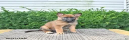 Mixed Breed dogs for sale: Avanti - Ad 2