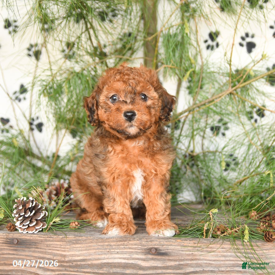 Toy Poodle dogs Teddy - Ad 1