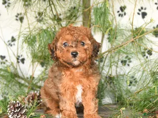 Toy Poodle dogs for sale: Teddy - Ad 2