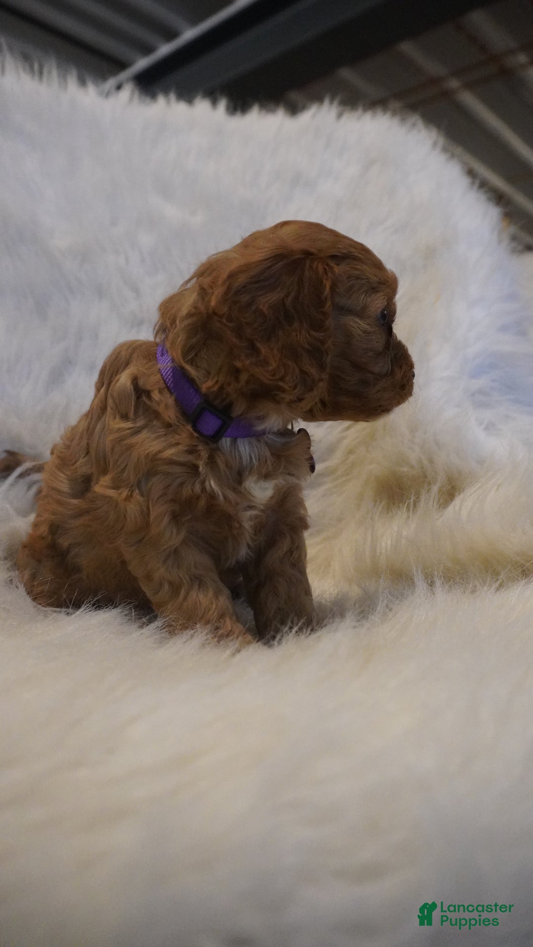 Cavapoo dogs for sale: Pluto  - Ad 4