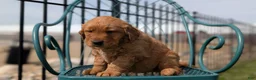 Golden Retriever dogs for sale: Daisy - Ad 3