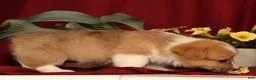 Welsh Corgi Pembroke dogs for sale: Jaime - Ad 8