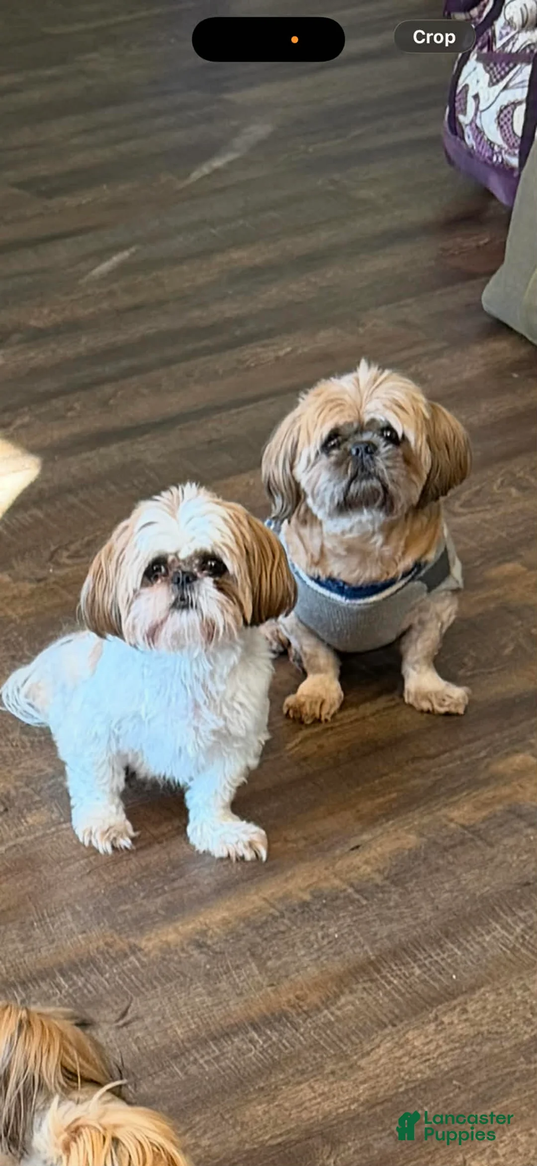 Shih Tzu dogs for sale: Dallas - Ad 21