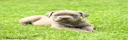 Cane Corso dogs for sale: Scout - Ad 4