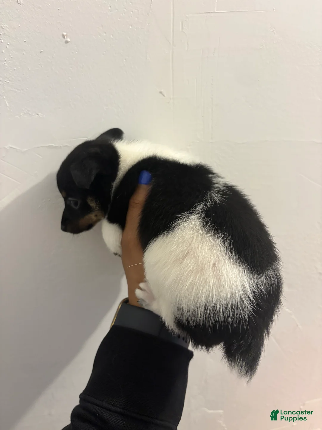 Toy Fox Terrier dogs for sale: Toy Fox Terrier Puppy 2 - Ad 2