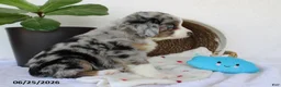 Miniature Australian Shepherd dogs for sale: Presley - Ad 4