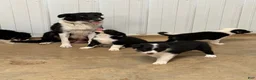 Border Collie dogs for sale: King - Ad 11