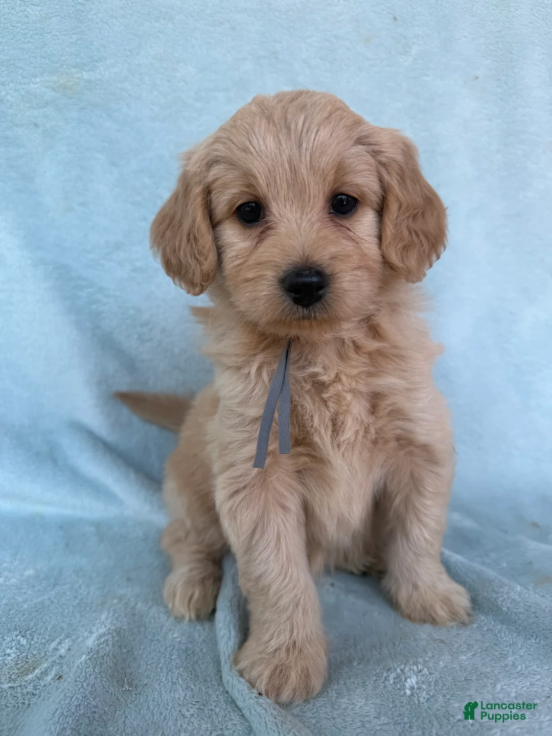 Mini Goldendoodle dogs for sale: Mini Goldendoodle Puppy 6 - Ad 1