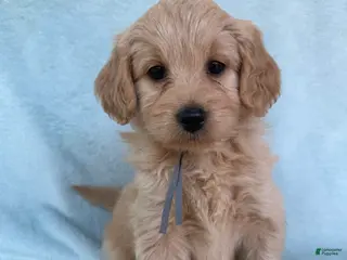 Mini Goldendoodle dogs Mini Goldendoodle Puppy 6 - Ad 15