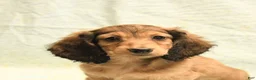 Dachshund dogs for sale: Flash - Ad 4