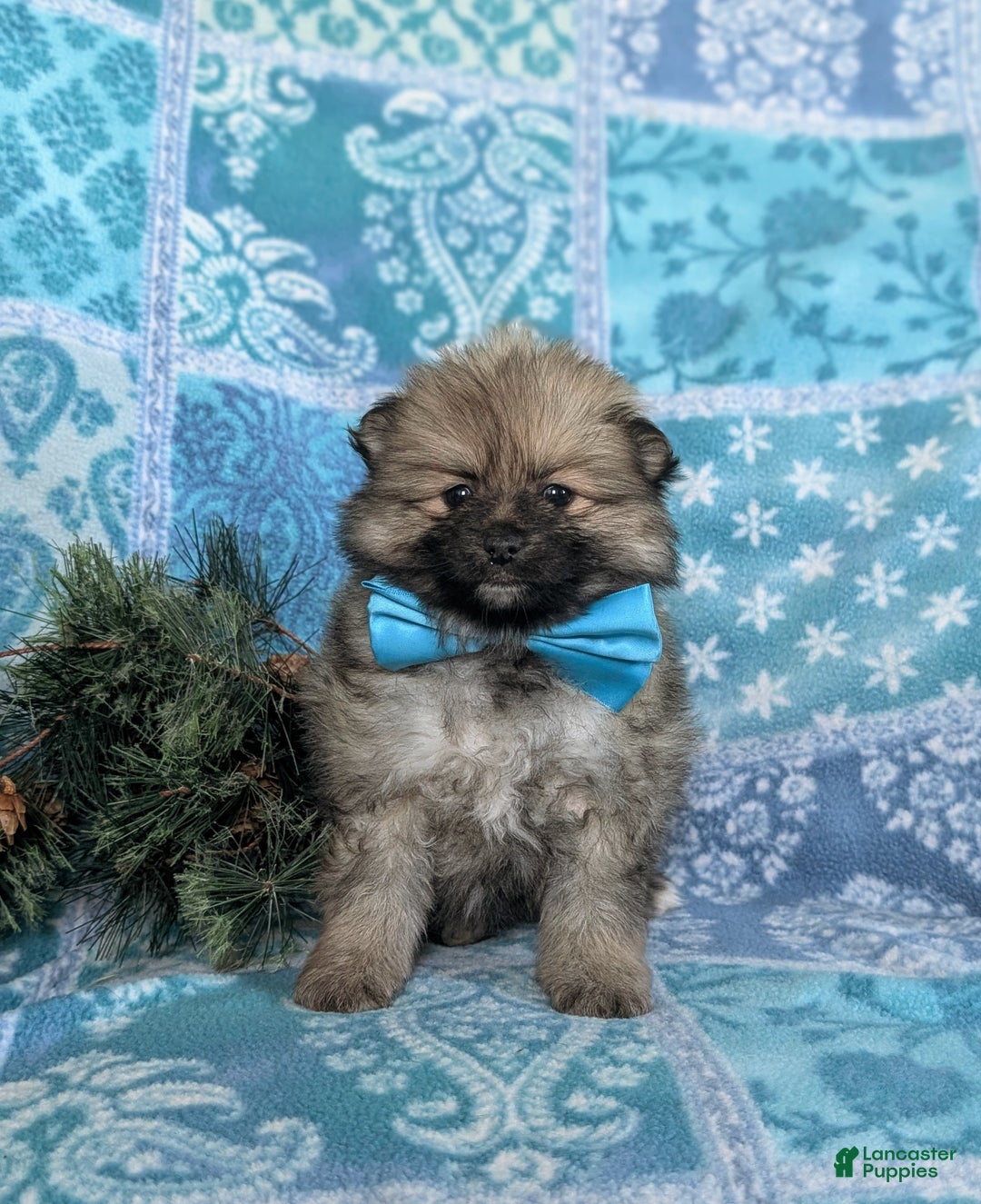 Pomeranian dogs for sale: Cagney - Ad 2