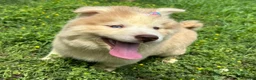 Siberian Husky dogs for sale: RAYA - Ad 19