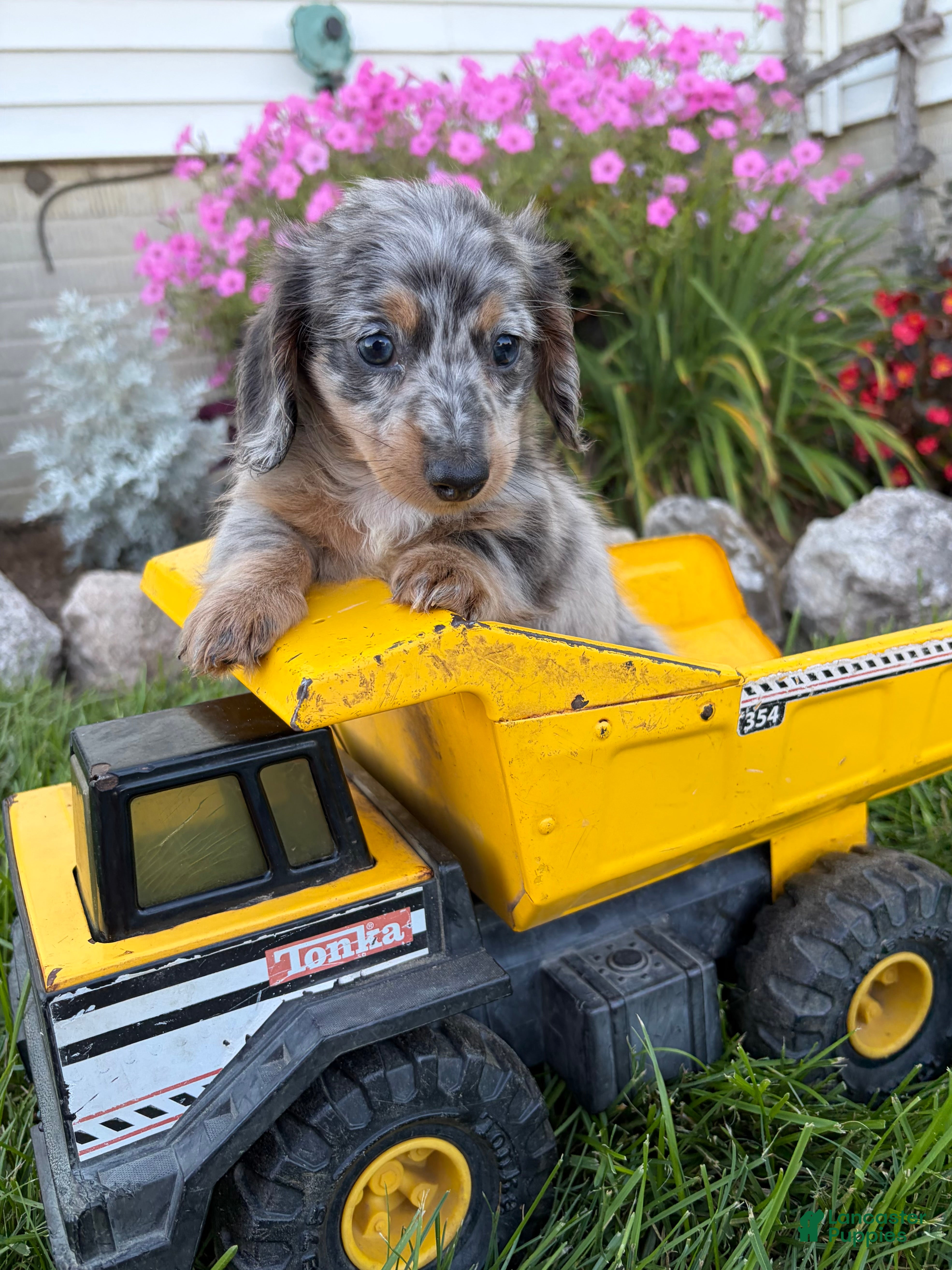 Miniature Dachshund dogs Sailor - Ad 1