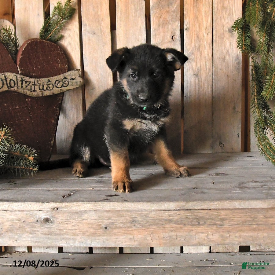 German Shepherd dogs Scarlet - Ad 41