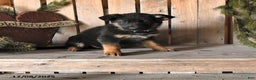 German Shepherd dogs for sale: Scarlet - Ad 1