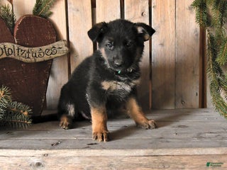 German Shepherd dogs Scarlet - Ad 5