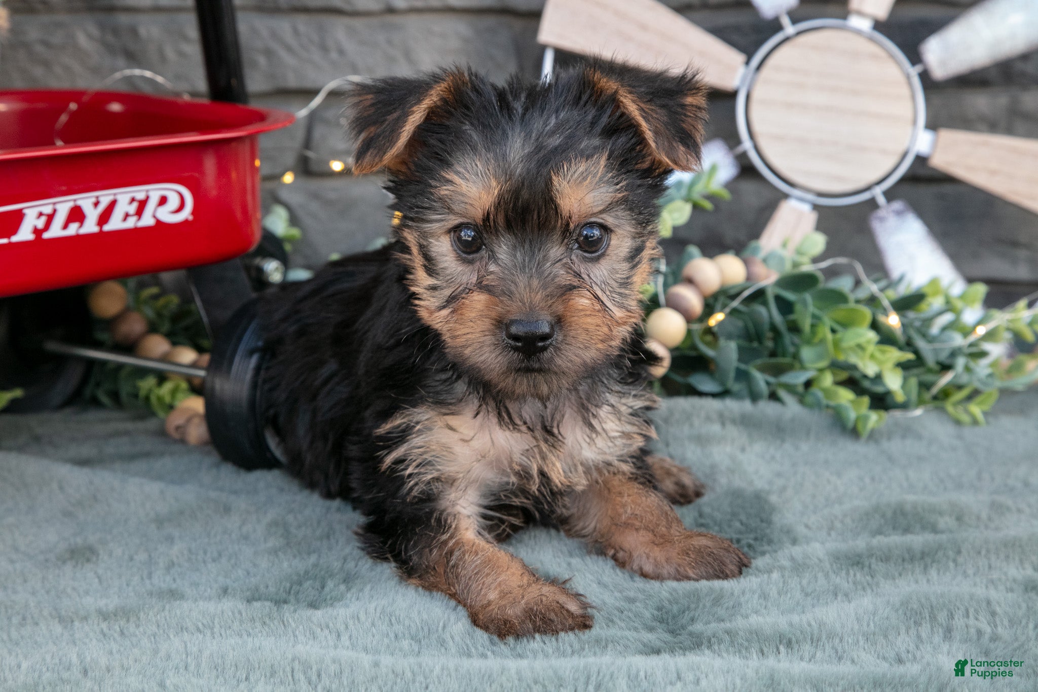 Yorkshire Terrier dogs Betsy - Ad 36