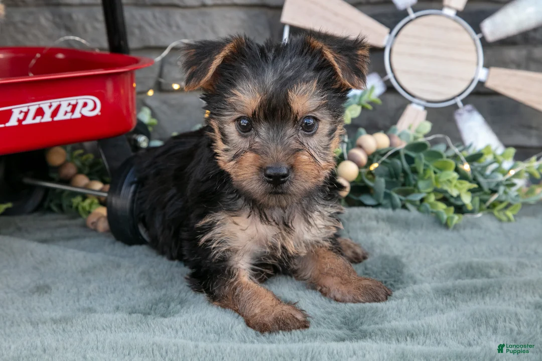 Yorkshire Terrier dogs for sale: Betsy - Ad 1