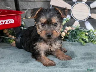Yorkshire Terrier dogs Betsy - Ad 36