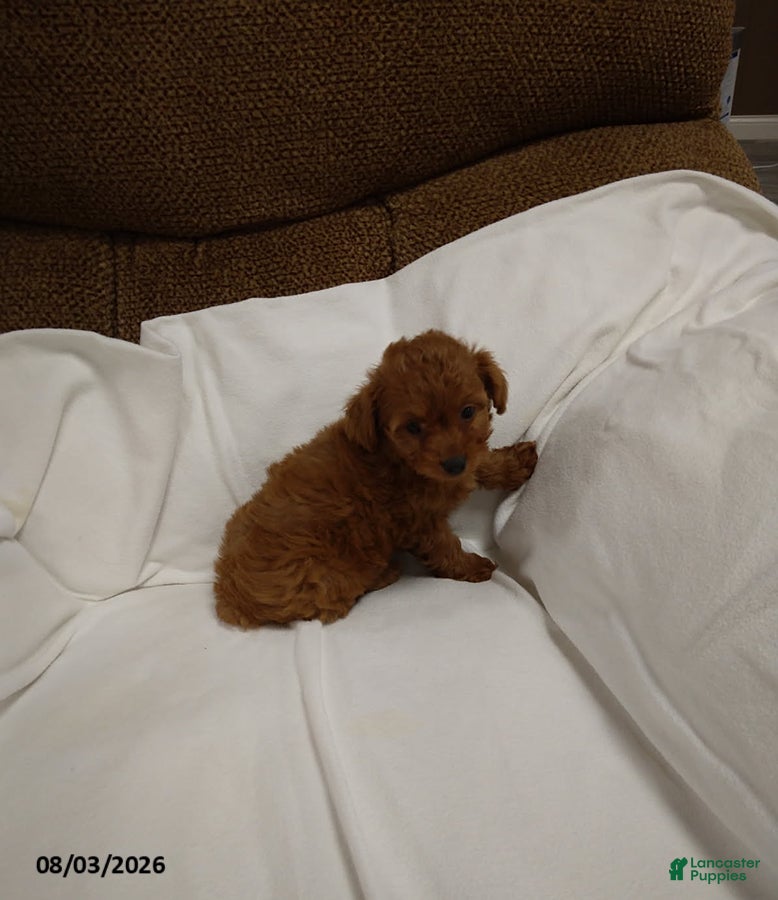 Havapoo dogs Emma - Ad 2