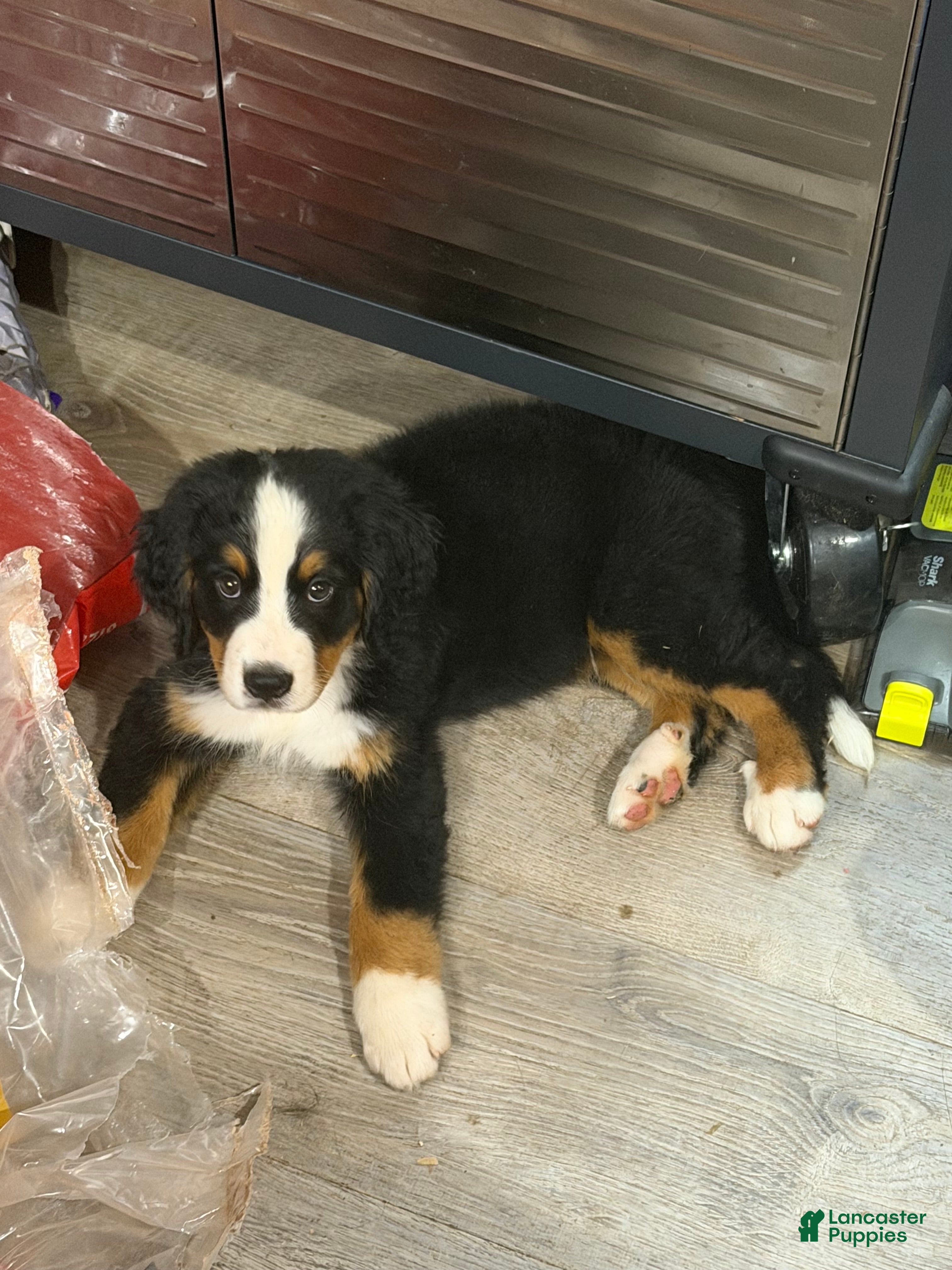 Bernese Mountain Dog dogs Bernese Mountain Dog 1 - Ad 1