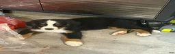 Bernese Mountain Dog dogs for sale: Bernese Mountain Dog 1 - Ad 1