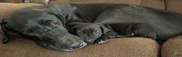 Great Dane dogs for sale: Sirius-Navy - Ad 2