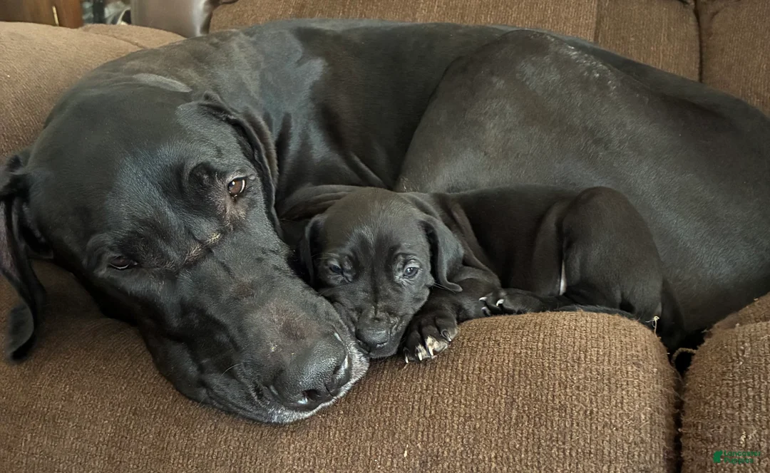 Great Dane dogs for sale: Sirius-Navy - Ad 2