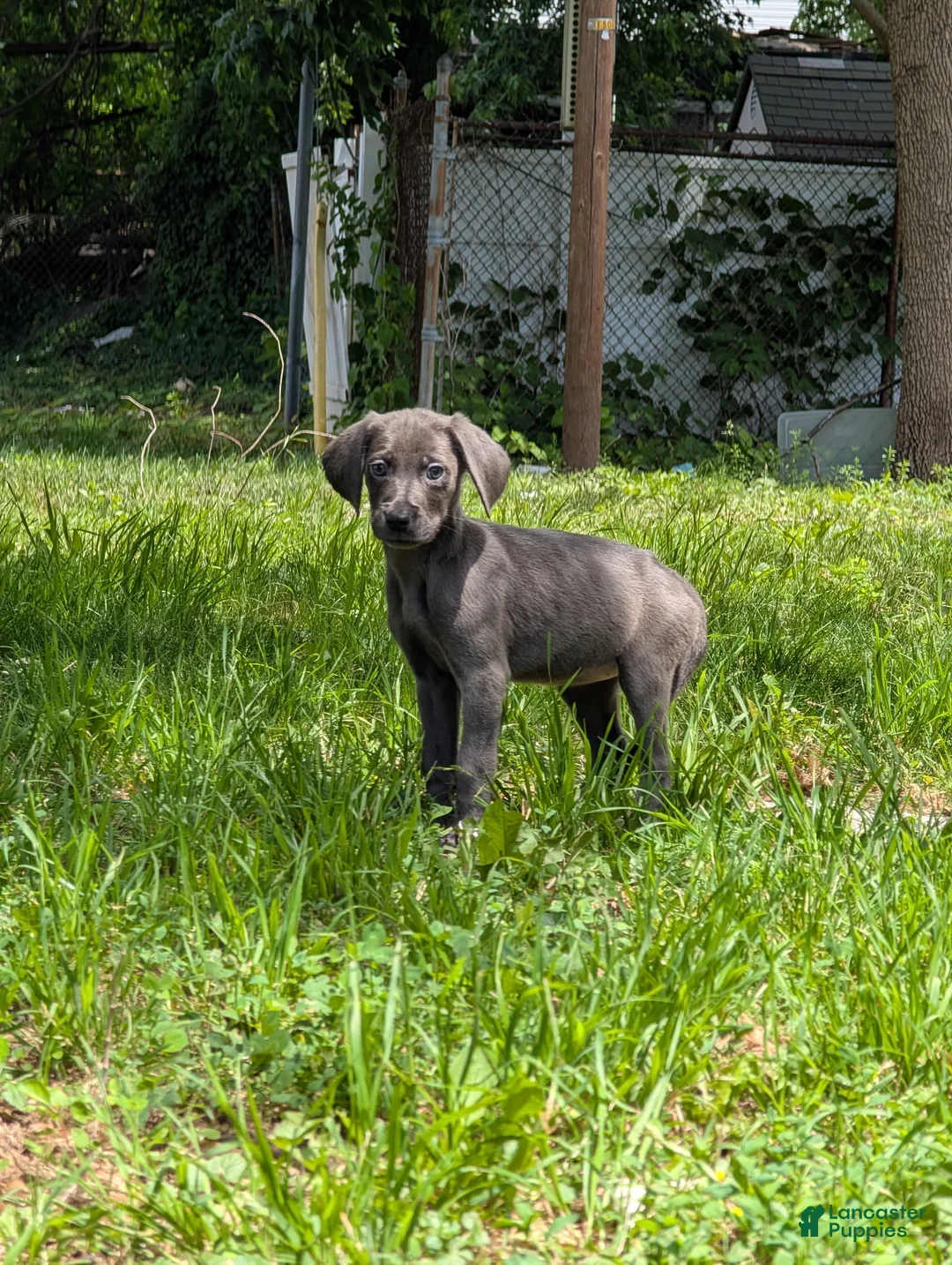 Mixed Breed dogs for sale: Mixed Breed Puppy 1 - Ad 1