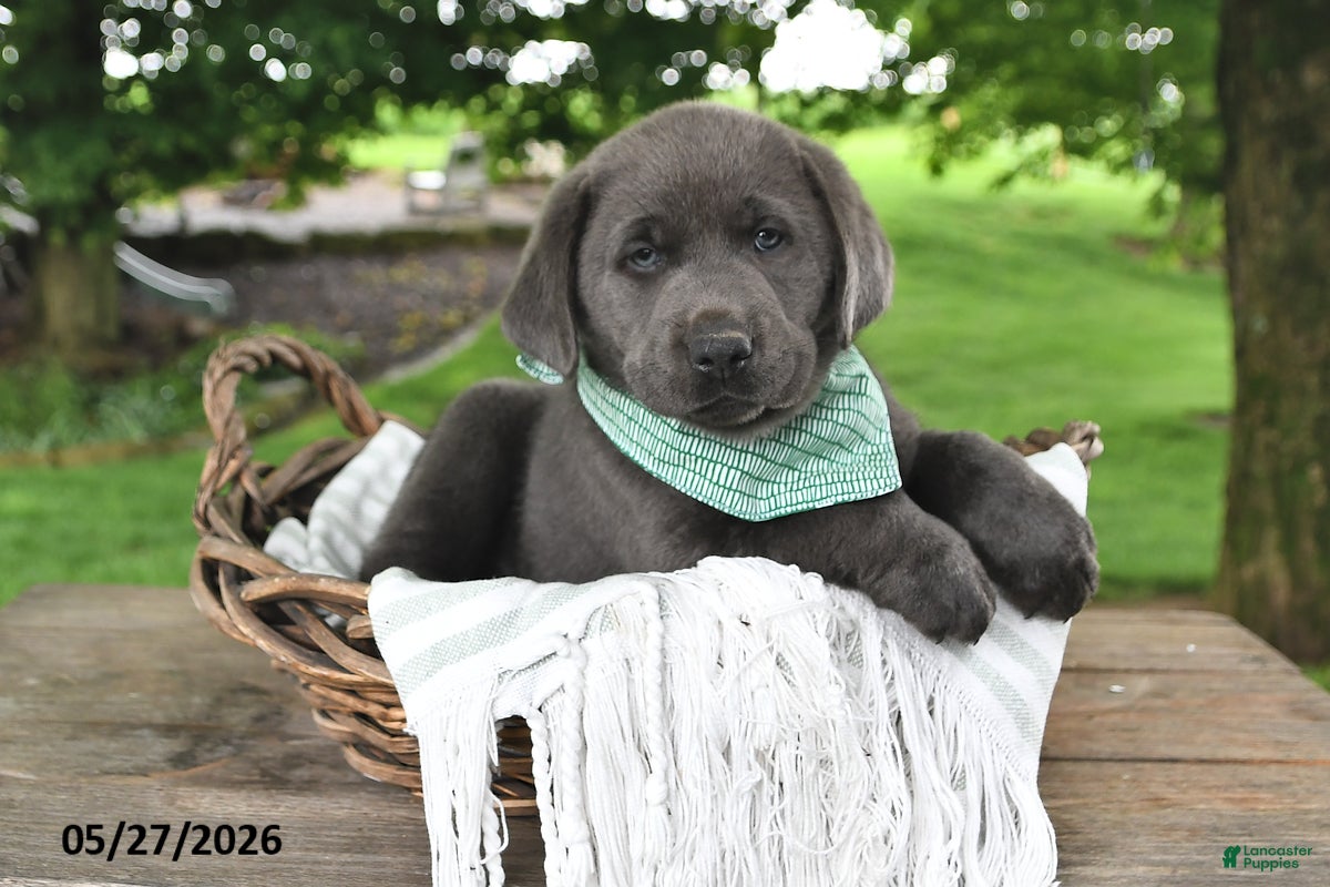 Labrador Retriever dogs Gunnar - Ad 2